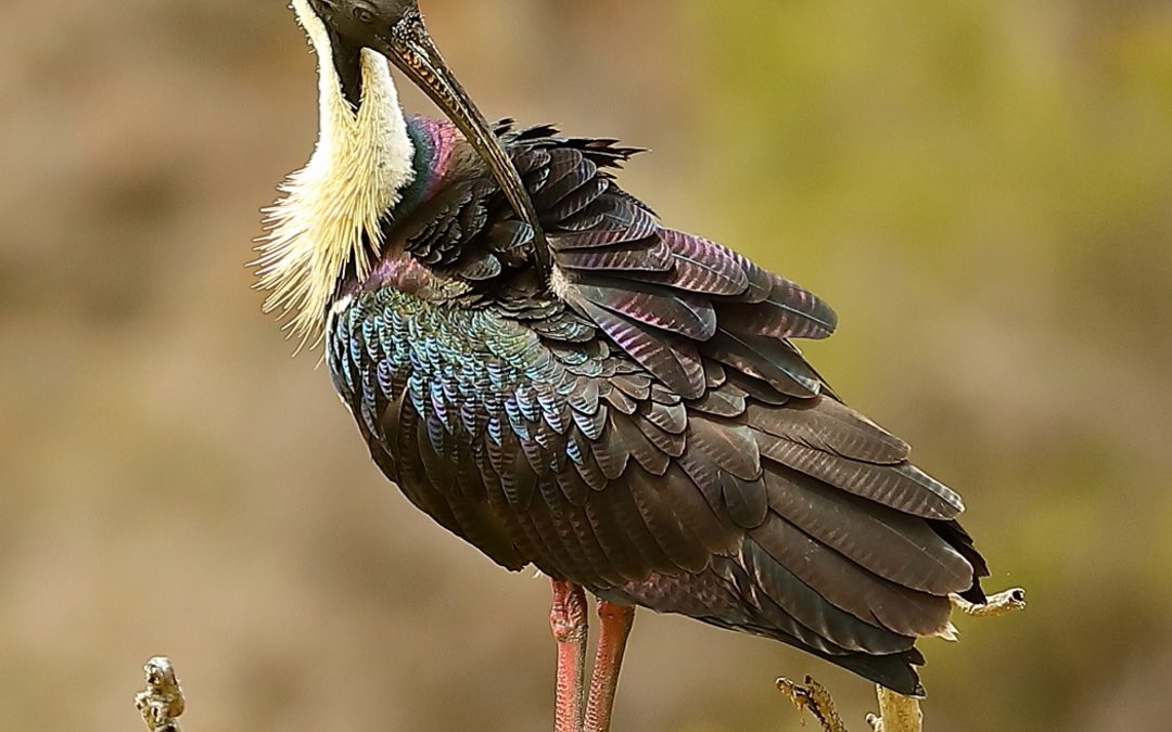 Straw-Necked Ibis