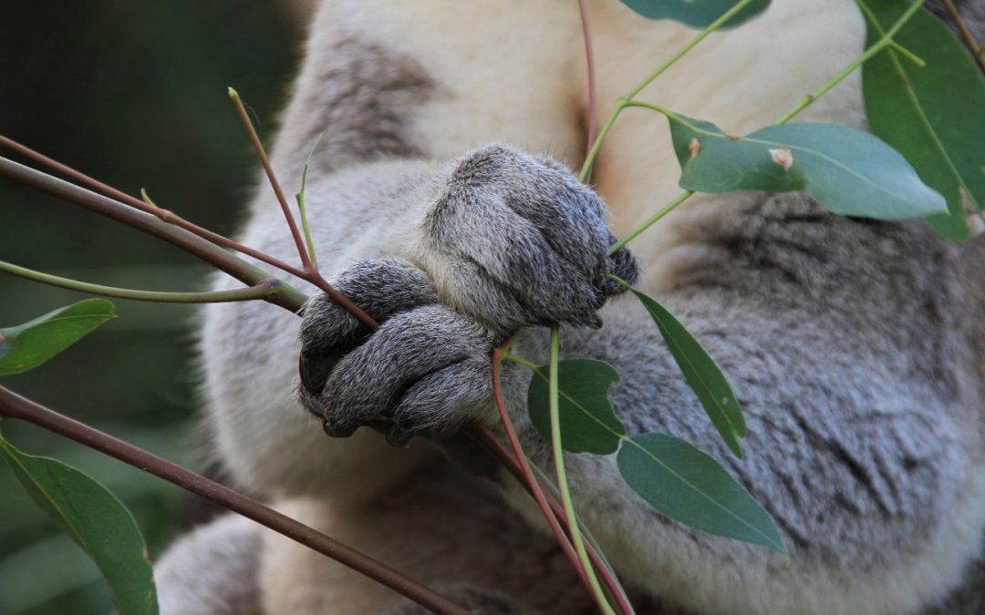 Koala Fingers
